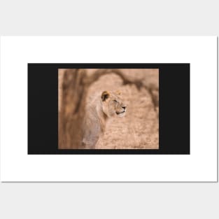 Serengeti Lion #3 Posters and Art